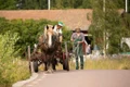 horse 7358652 1280 jpg