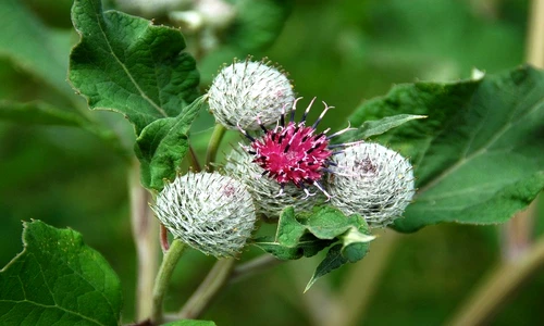 1 77632 original jpg jpeg