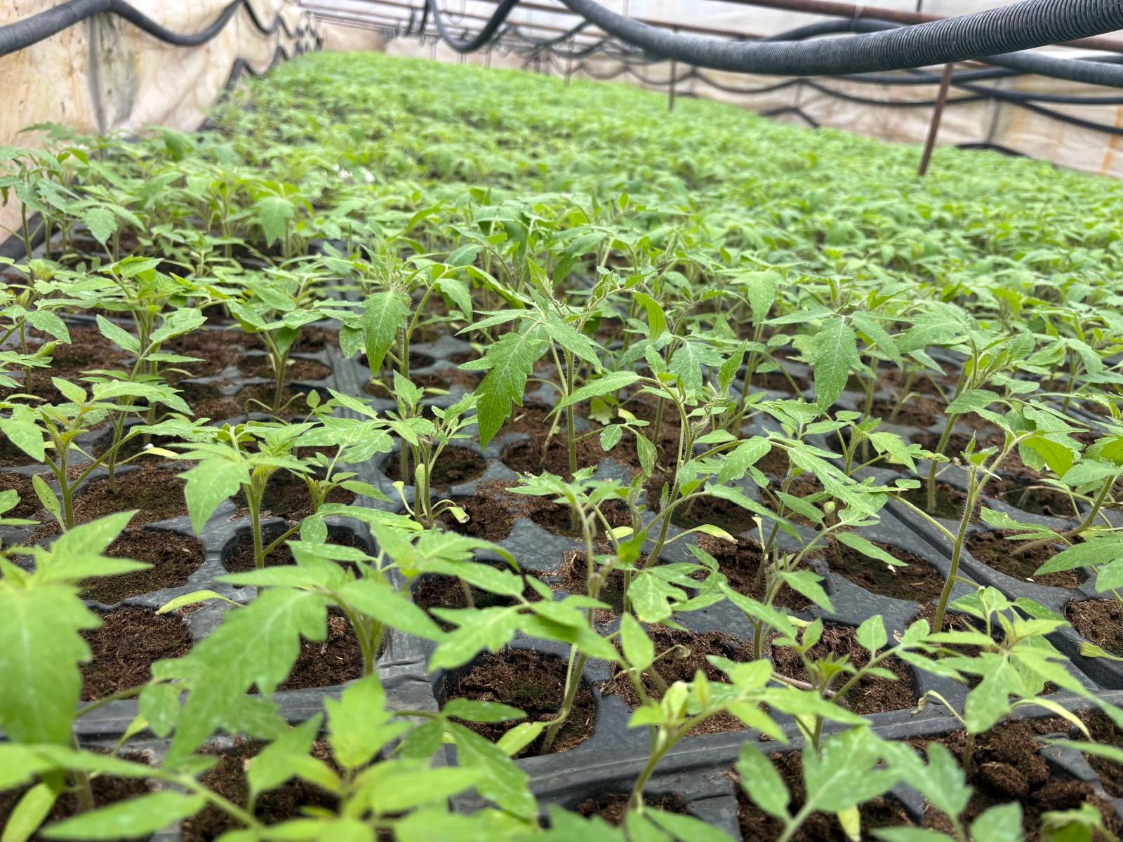 Vremea amenință tomatele extra-timpurii așteptate în aprilie; răsadul devine produs de lux și prețurile ar putea urca puternic