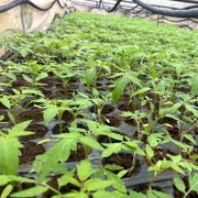 rasad rosii in solar localitatea giuvarasti   foto florin delcea (5) jpeg