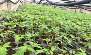 rasad rosii in solar localitatea giuvarasti   foto florin delcea (5) jpeg