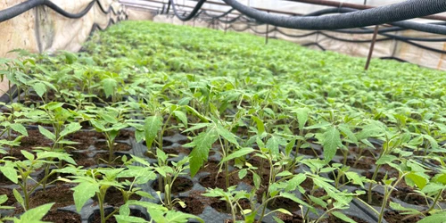 rasad rosii in solar localitatea giuvarasti   foto florin delcea (5) jpeg