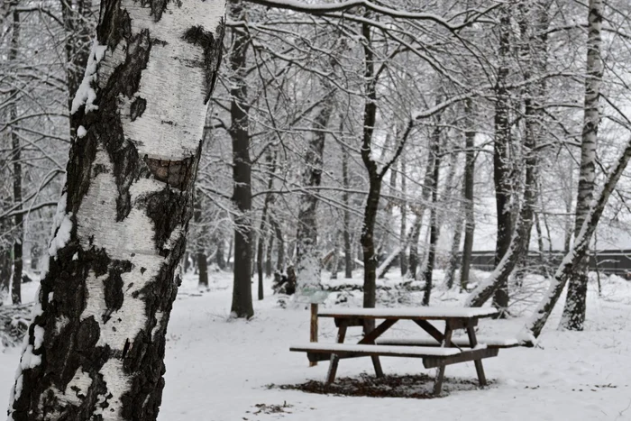 Pădurea de Argint, peisaj de iarnă FOTO Ţinutul Zimbrului