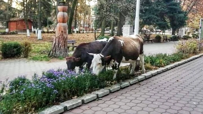vacile din vatra dornei