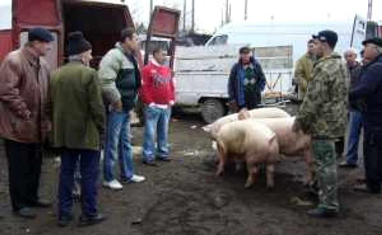 Porcii se găsesc deja în târguri
