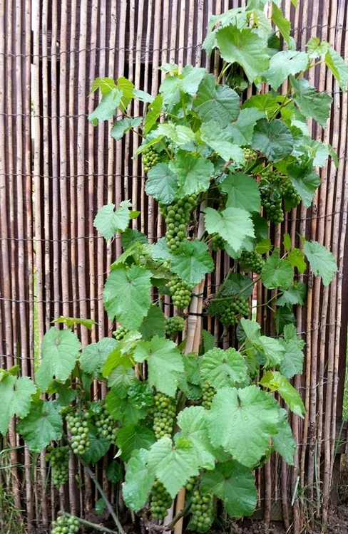 Chiar şi strugurii sunt crescuţi bio de către cei doi soţi