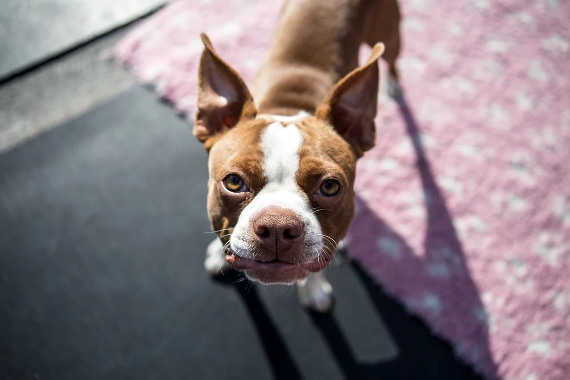 boston terrier pup 1752894 1280 jpg jpeg