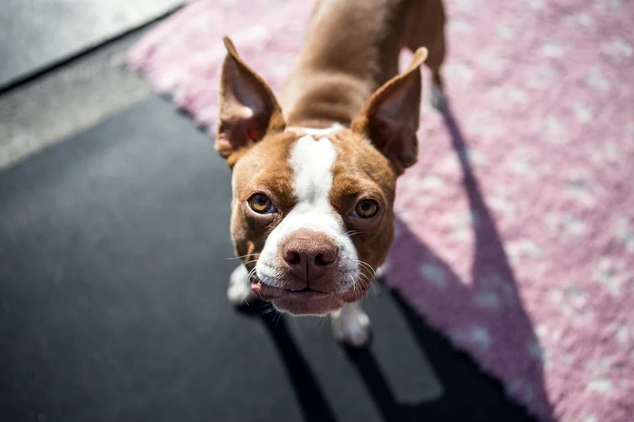 boston terrier pup 1752894 1280 jpg jpeg