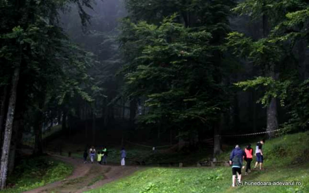 Pădurea care înconjoară Sarmizegetusa Regia. FOTO: Daniel Guţă.