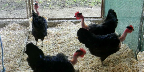 Golas de Transilvania 