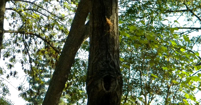 Tânărul a ales un copac din preajma Spitalului Judeţean FOTO arhivă