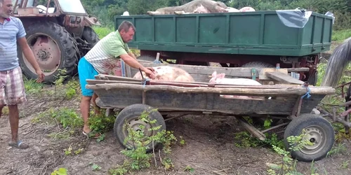 Bărbaţi care fură porci de la DSVSA FOTO Facebook Nelu Muscă