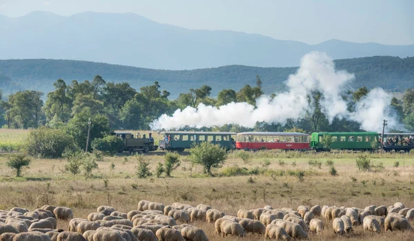 Mocănița Văii Hârtibaciului din Sibiu Foto Asociația Prietenii Mocăniței Facebook
