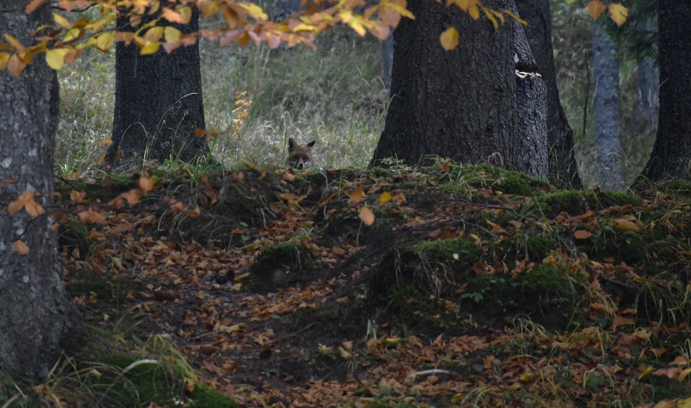 Imagini splendide cu pădurile din Parcul Natural Bucegi, îmbrăcate în haine de toamnă VIDEO