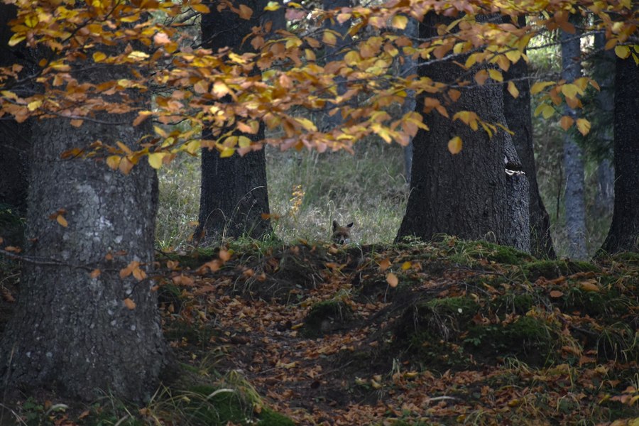 Romsilva a investit peste 220 de milioane de lei în programe de regenerare a fondului forestier