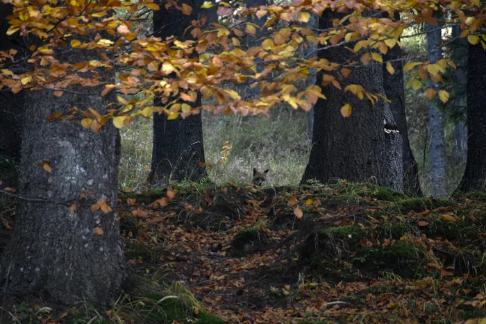 foto pădure