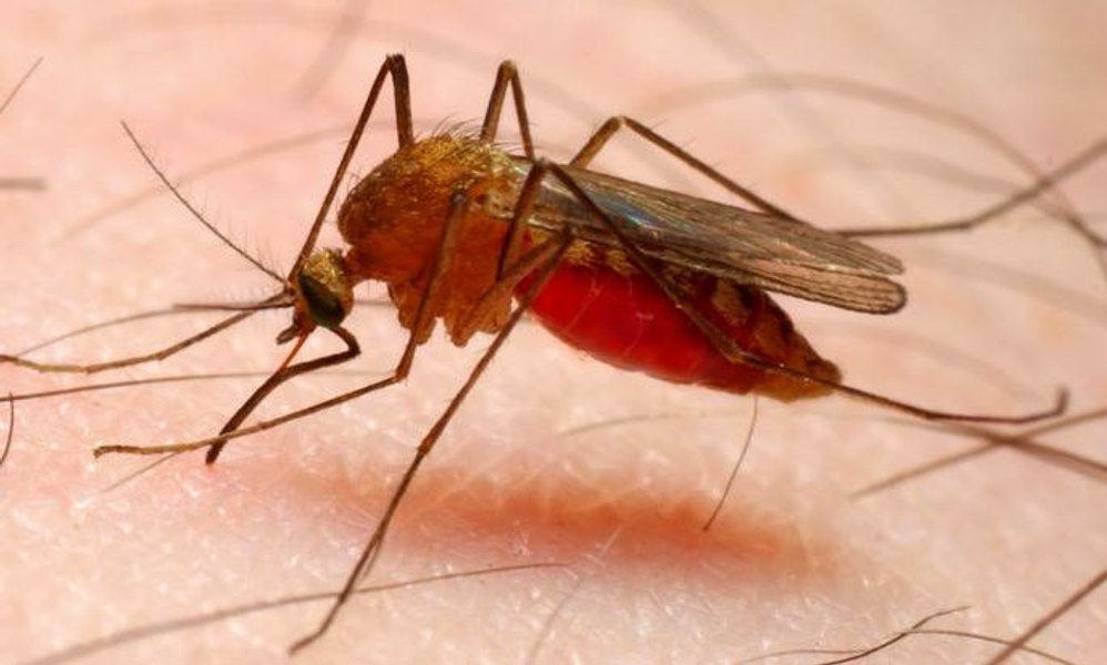 Cele mai periculoase insecte din lume. Au modelat istoria omenirii și au dus la moartea a milioane de oameni