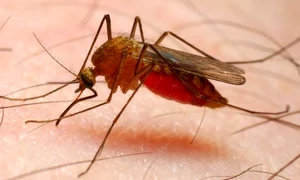 tantarul anofel jpeg