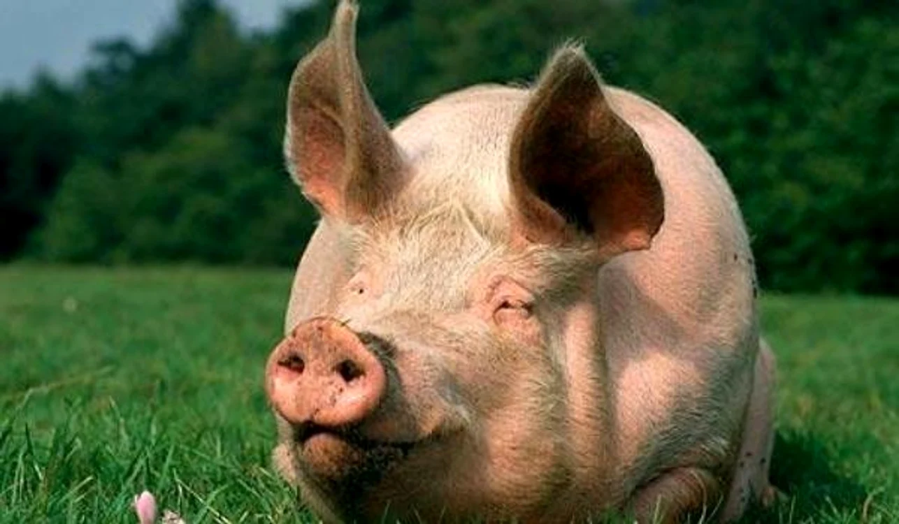 Agentul de poliție a fost prins după ce a primit carnea de porc