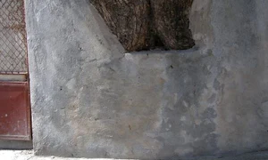 Cum au cîștigat Verzii alegerile, dar au pierdut bătălia jpeg