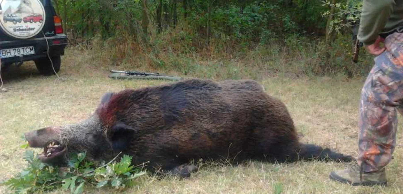 Un porc mistreţ de care nici măcar nu a avut parte l-ar putea băga pe un ieşean după gratii. Foto: vinatoare.ro