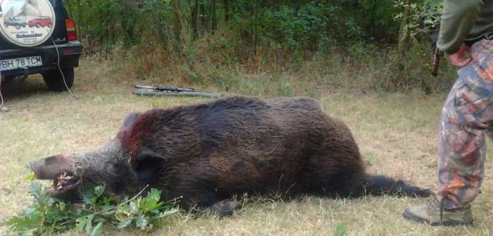 Un porc mistreţ de care nici măcar nu a avut parte l-ar putea băga pe un ieşean după gratii. Foto: vinatoare.ro