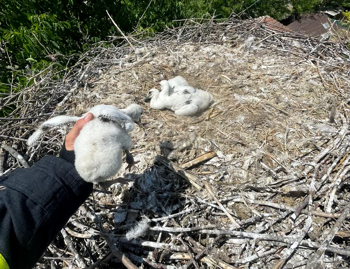 Puiul, așezat în cuib lângă mama lui FOTO: ISU Galați