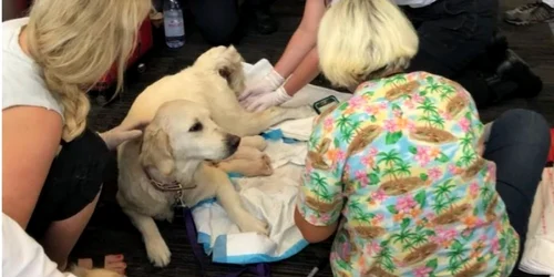 catelusa care naste pe aeroprot foto 9gag.com