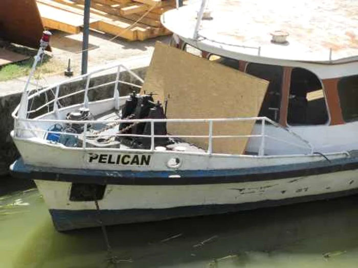 Pelican