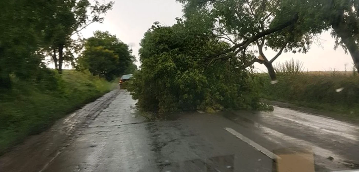 Vijelia a rupt mai mulţi copaci şi a blocat mai multe drumuri FOTO Radar Botoşani Oficial/ Daniel Ionuţ