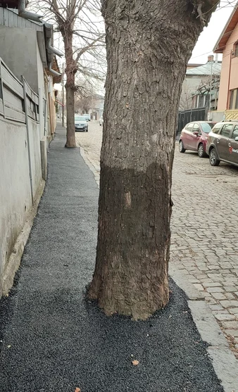 Așa arată trotuarul cu copaci asfaltați din Galați FOTO Facebook