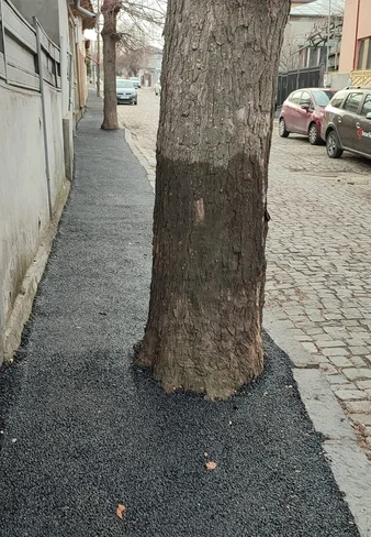 Așa arăta unul dintre copacii asfaltați de angajații Ecosal FOTO Facebook