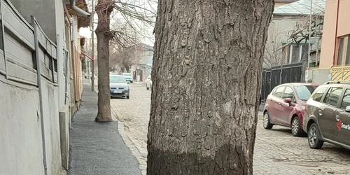 asfalt copaci FOTO Facebook jpg