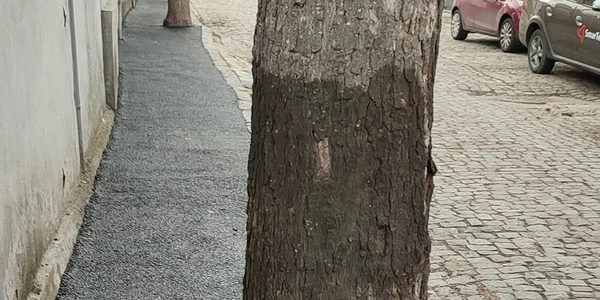 asfalt copaci FOTO Facebook jpg