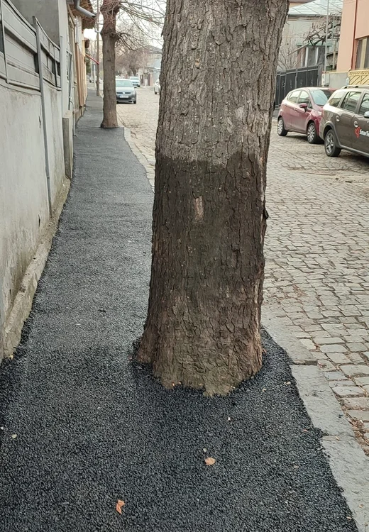 Așa arăta unul dintre copacii asfaltați de angajații Ecosal FOTO Facebook