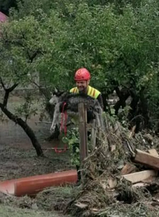 Salvatorii au scos dintre resturile adunate câinii prinnși în capcană FOTO: FB/Câini salvamont