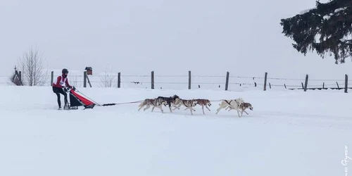 atelaje canine bistrita 1