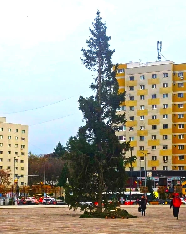 Bradul din Zalău, 2023