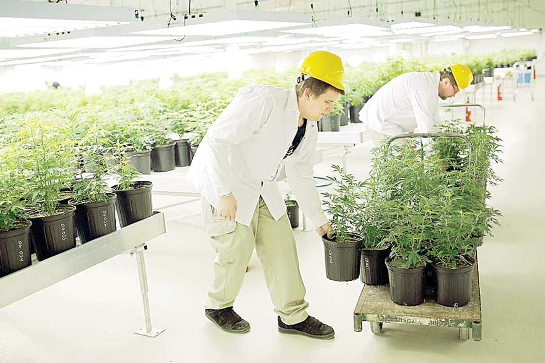 Plantele sunt  controlate  permanent (Fotografii: Reuters)