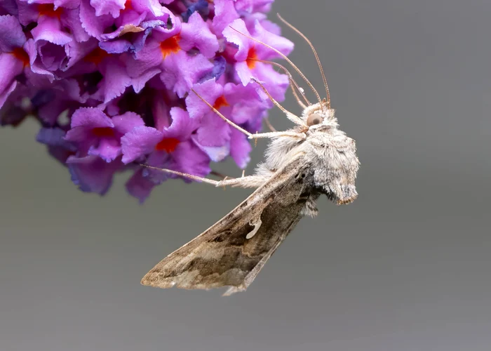 Buha gamma sau fluterele noctur. FOTO: Shutterstock