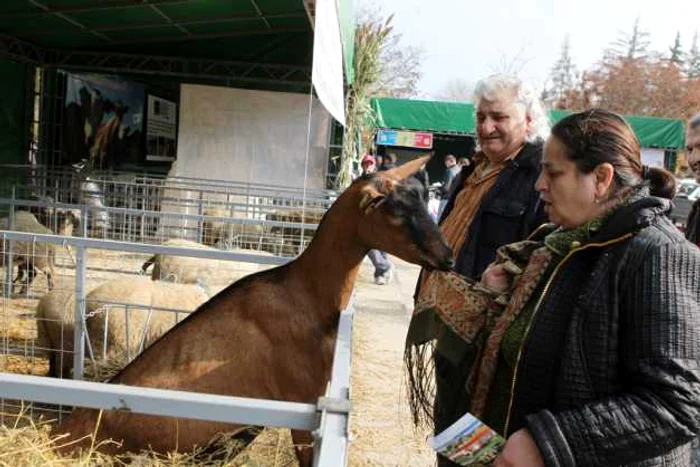 Fermele din tara au adus cele mai frumoase exemplare de animale domestice FOTO Tudor Iovu