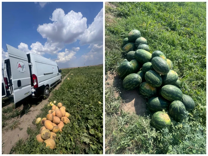 Pepenii de pe 1,3 ha, din ferma lui Ionuț Crăciun, aștepată să fie culeși FOTO: arhiva I. Craciun