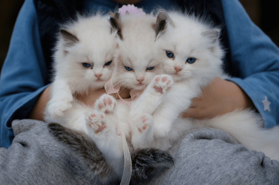 Modificarea genetică a animalelor, o cutie a Pandorei deschisă în Marea Britanie: „Este o libertate a Brexitului”