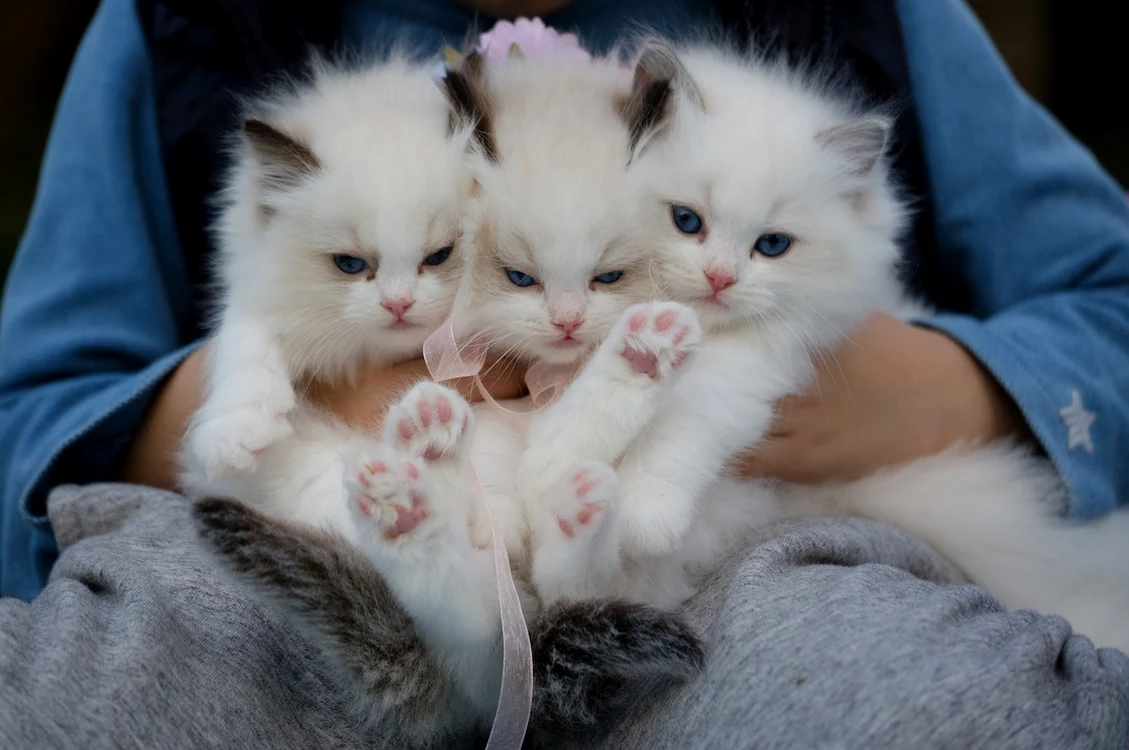Animalele de companie ar putea fi modificate genetic. Foto: Pexels