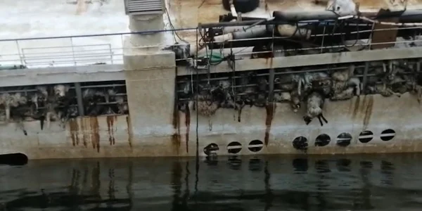Cadavrele oilor pe nava Queen Hind Captură video