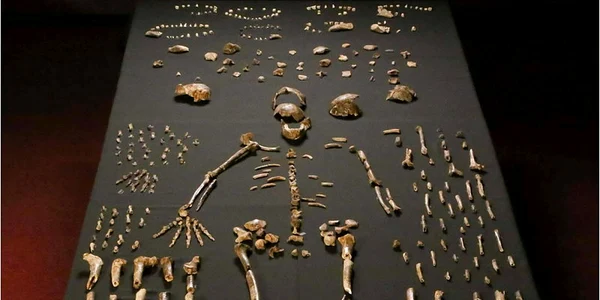homo naledi