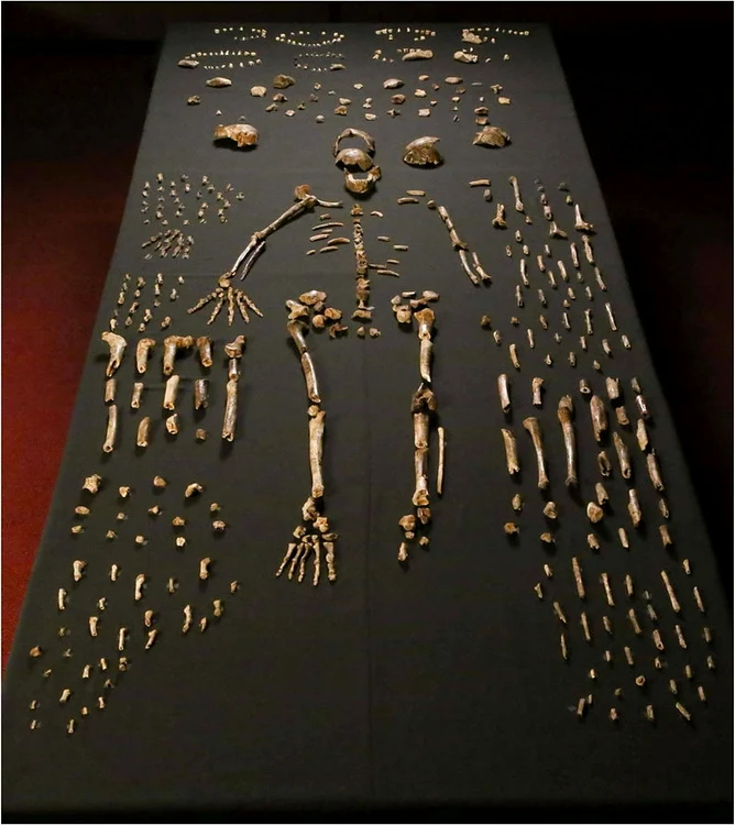 Fosile de Homo Naledi FOTO wikipedia/elifesciences.org