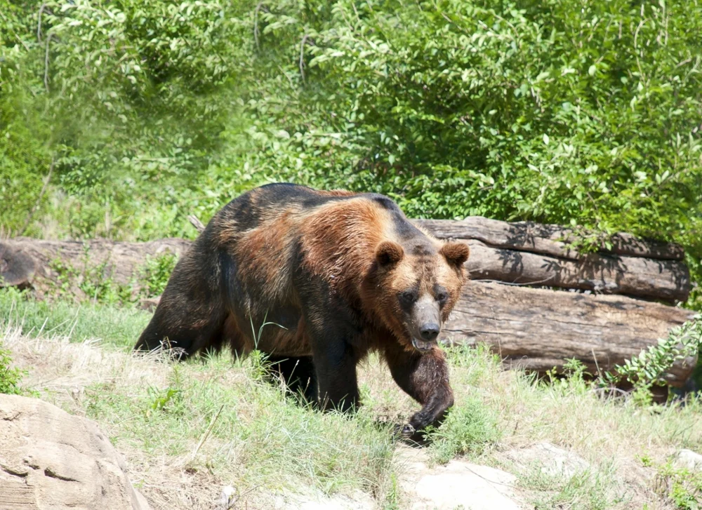 Urșii care amenință populația și gospodăriile ar putea fi împușcați. Ce mai prevede proiectul publicat de Ministerul Mediului