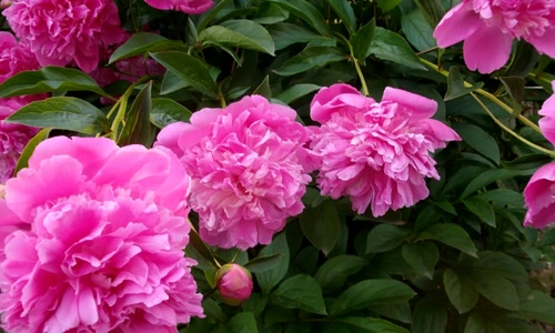 1 69148 original jpg jpeg