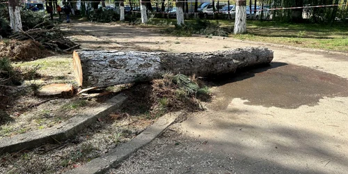 O angajată a DGASPC Suceava a fost rănită după ce un copac a căzut peste ea FOTO Monitorul de Suceava